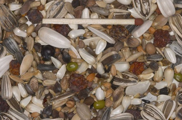 blattner_kernbeisser_spezial